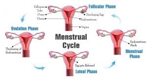 menstruation