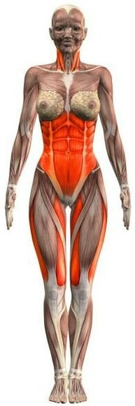 yoga anatomy