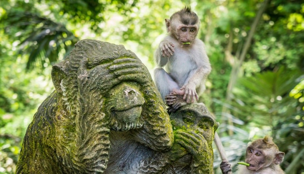 YogaFX Sacred monkey Forest Ubud Bali